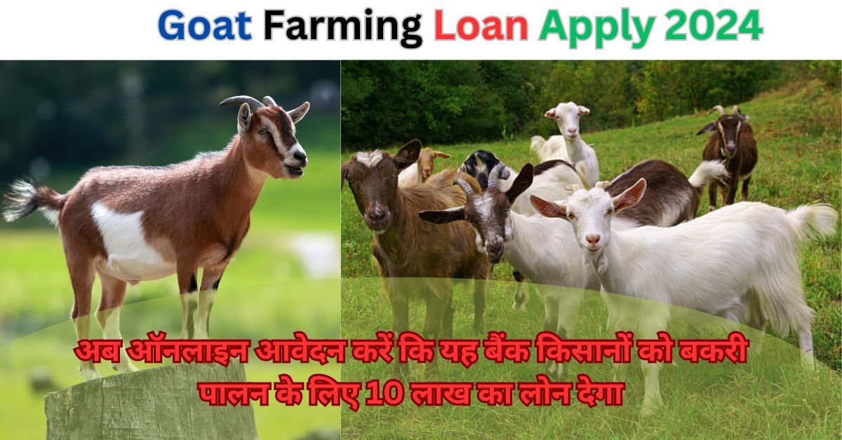 Goat Farming Loan 2024